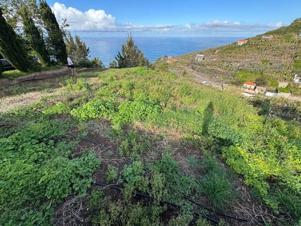 Two adjacent building plots with ocean views in Canhas, Ponta do Sol, Madeira (photo 4)