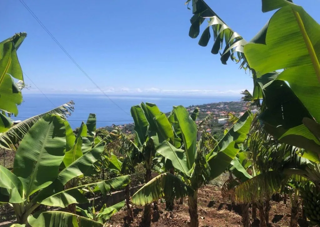 540 m2 building plot on Estrada Livramento, Ponta do Sol, Madeira (photo 2)