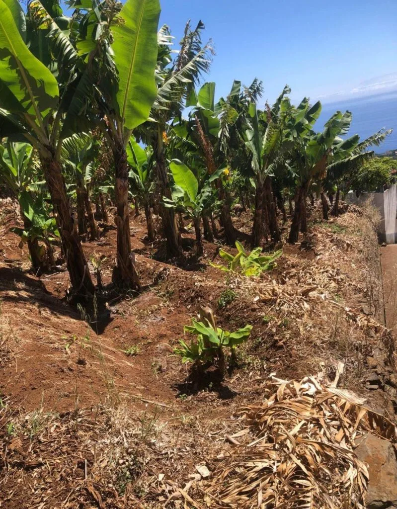 540 m2 building plot on Estrada Livramento, Ponta do Sol, Madeira (photo 4)